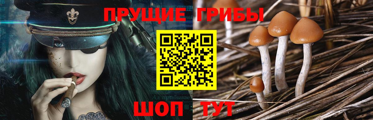 Псилоцибиновые грибы Psilocybe Фролово